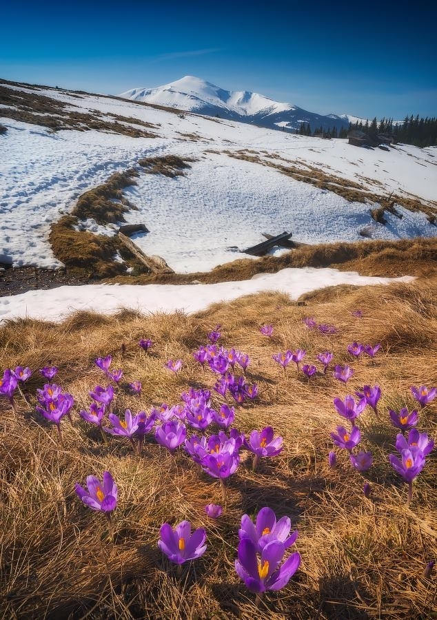 ТОП-5 карпатських первоцвітів: де і коли побачити рідкісні весняні квіти ФОТО